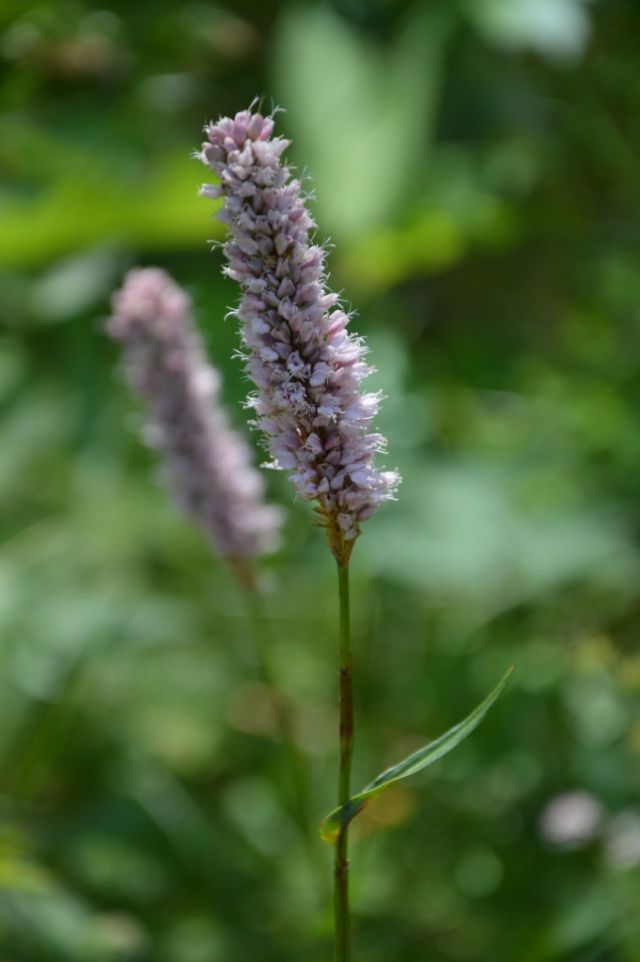 Bistorta officinalis